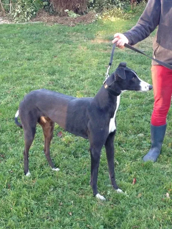 IMG 2190 e1478173774872