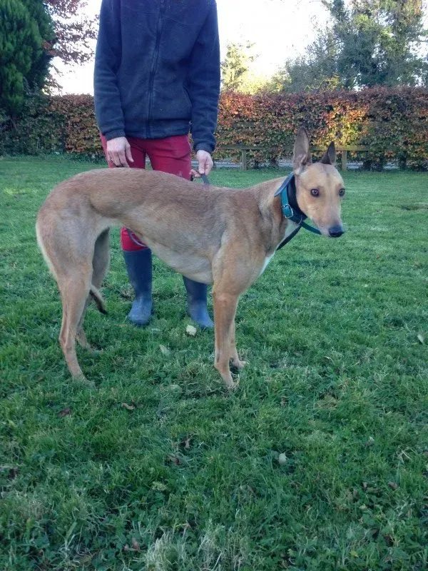 IMG 2254 e1478192357765