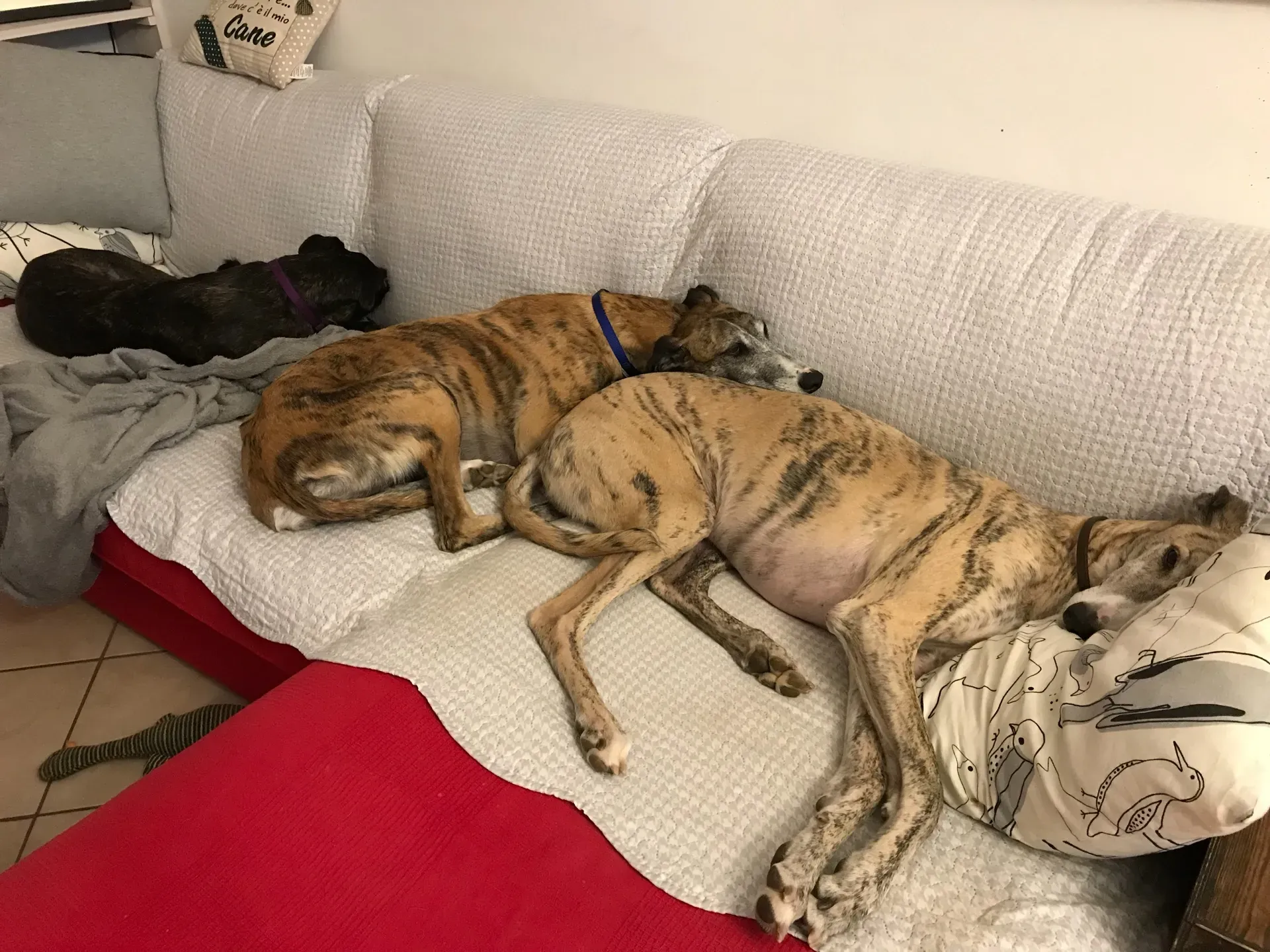 IMG 2468 10 04 18 15 29