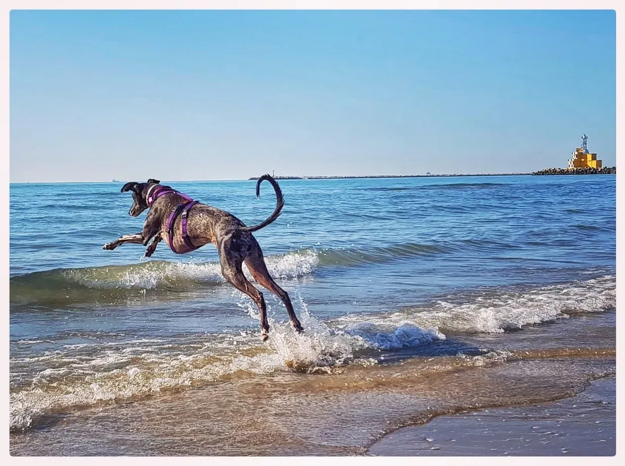 IMG 3431 06 08 18 21 50 1