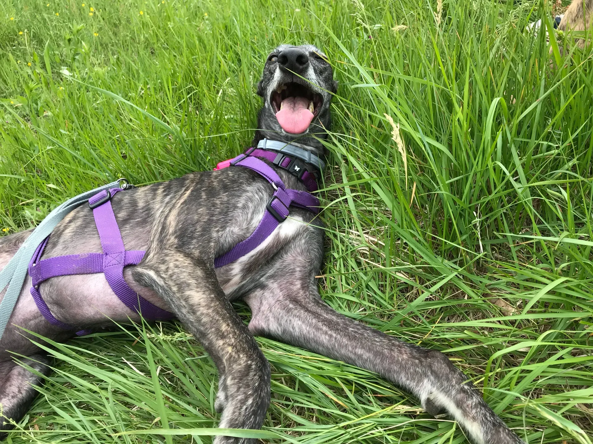 IMG 3762 06 08 18 21 50 1