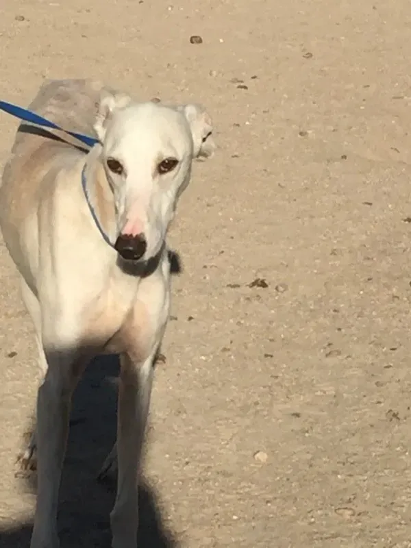 IMG 5584 e1446573834417