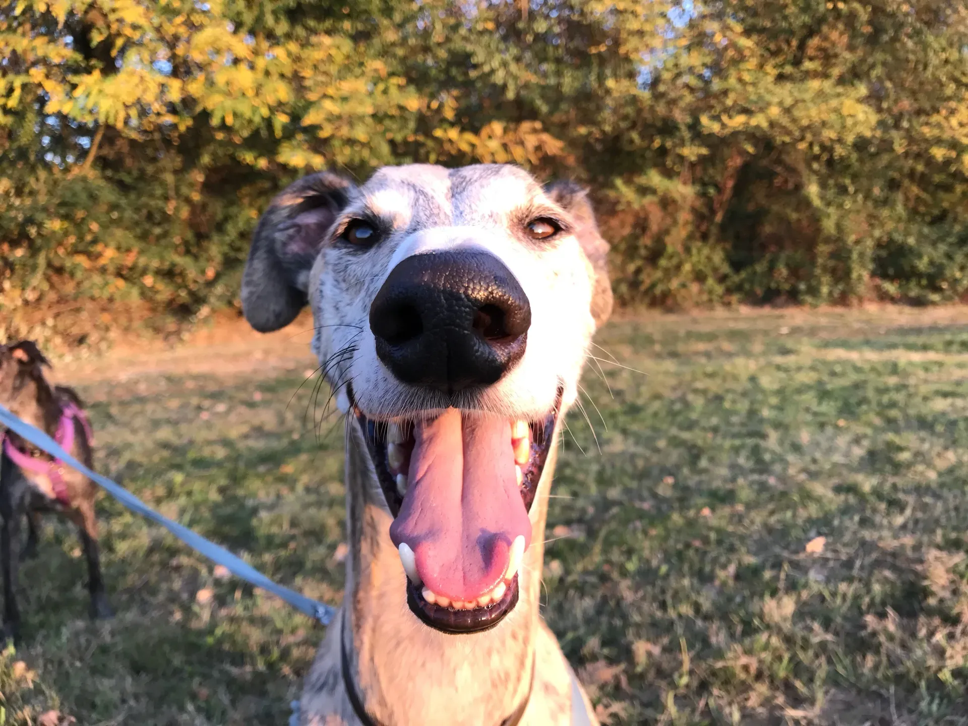 IMG 6392 06 08 18 21 44