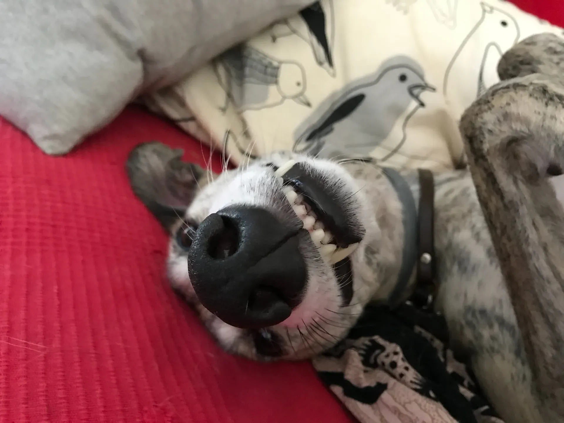 IMG 7734 06 08 18 21 44