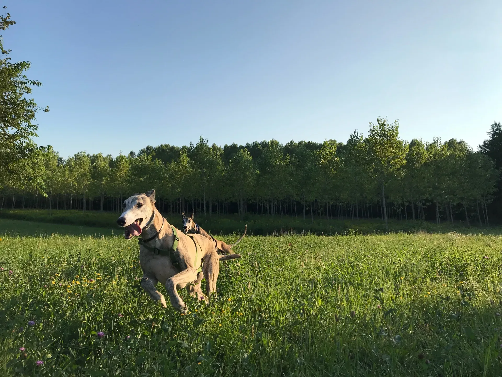 IMG 7817 06 08 18 21 44