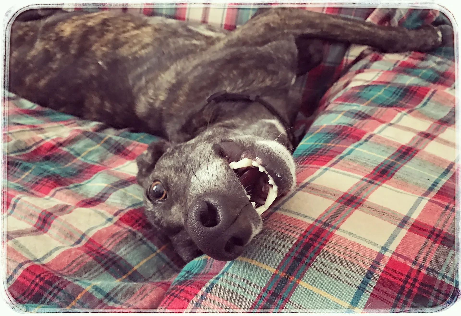 IMG 7926 06 08 18 21 50 1