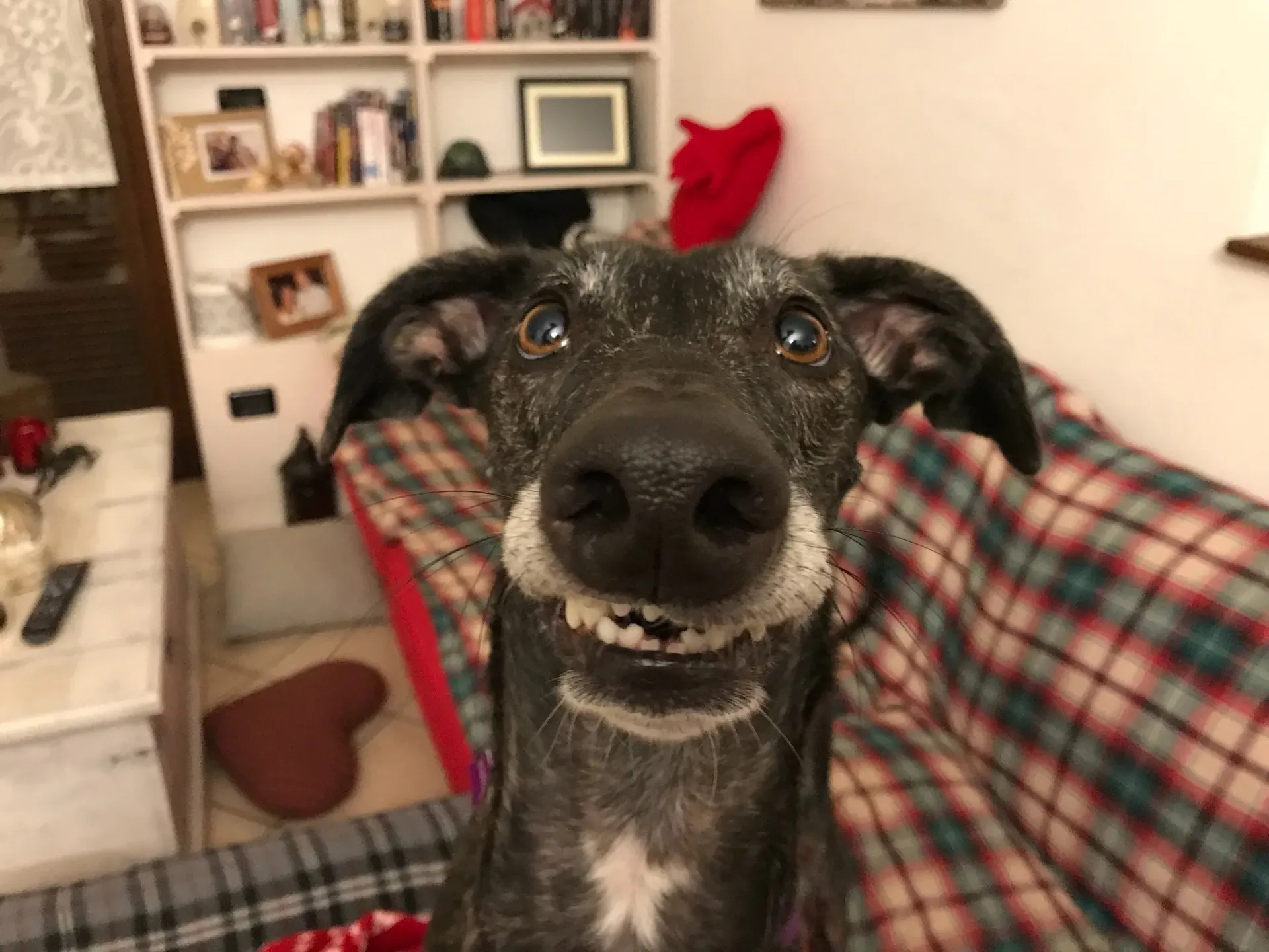 IMG 8246 06 08 18 21 50 1