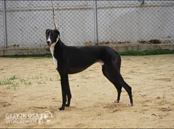 IRISH DOG TWO STONE TADGH MARCH 2016