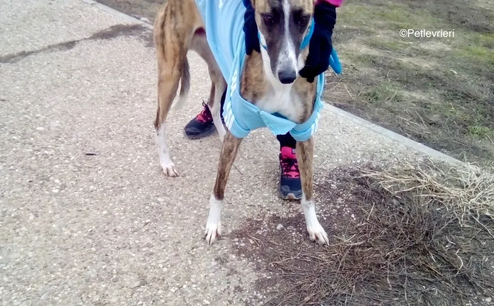 Icaro adozione levrieri galgo 00