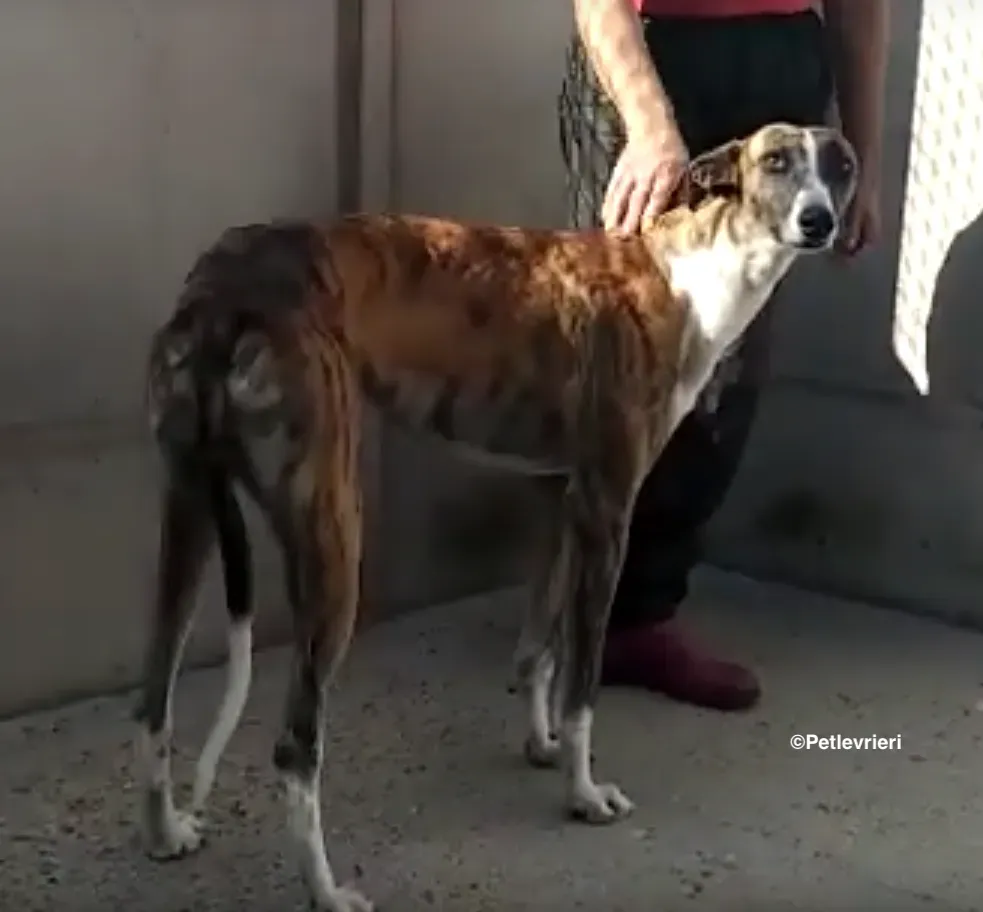 Icaro adozione levrieri galgo 01