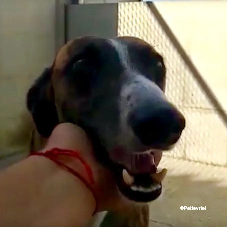 Icaro adozione levrieri galgo 02