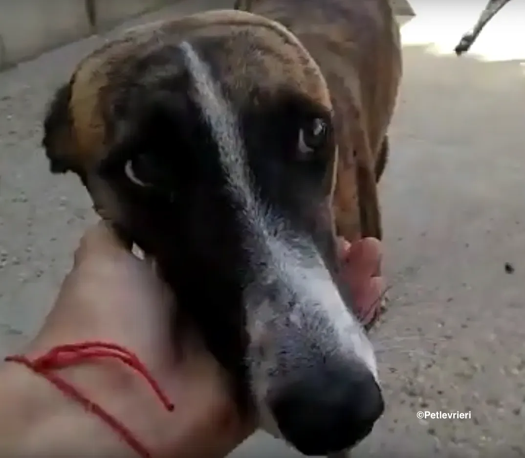 Icaro adozione levrieri galgo 03