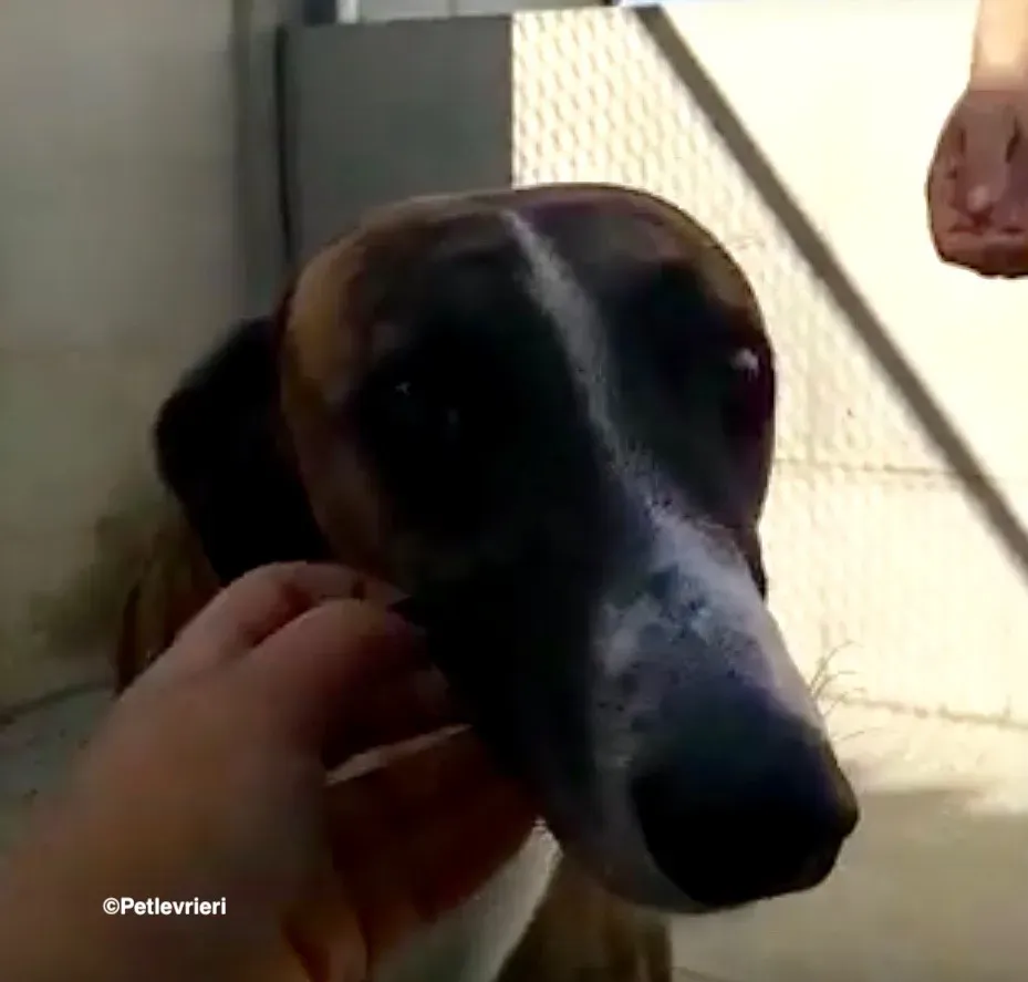 Icaro adozione levrieri galgo 04