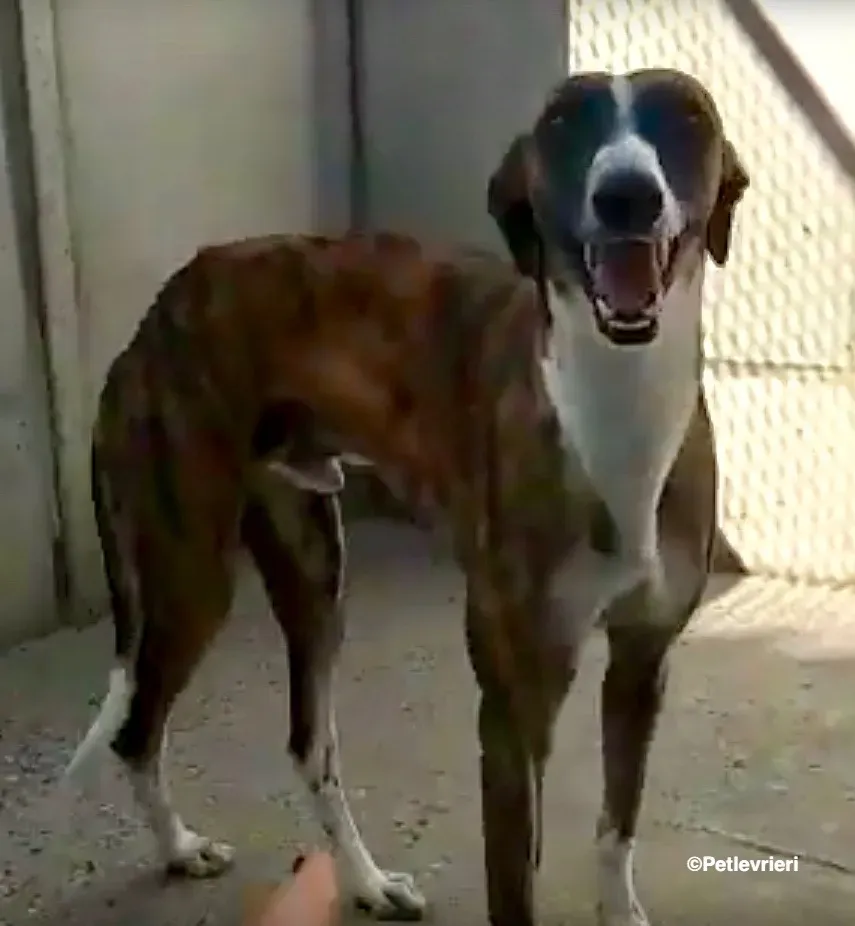 Icaro adozione levrieri galgo 05