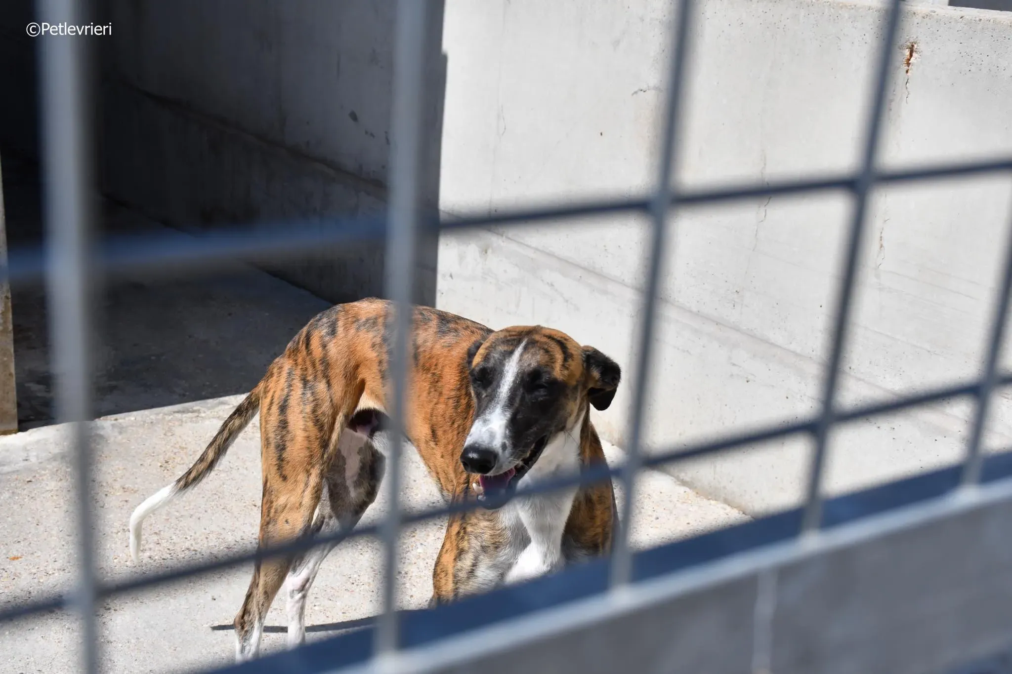 Icaro adozione levrieri galgo 06