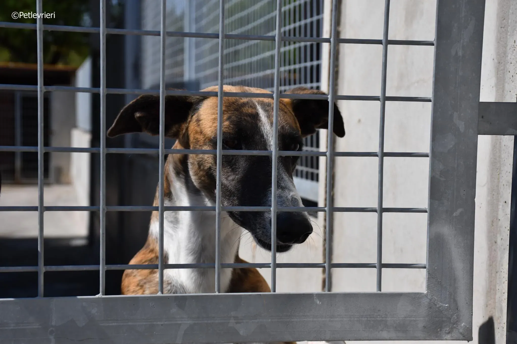 Icaro adozione levrieri galgo 07