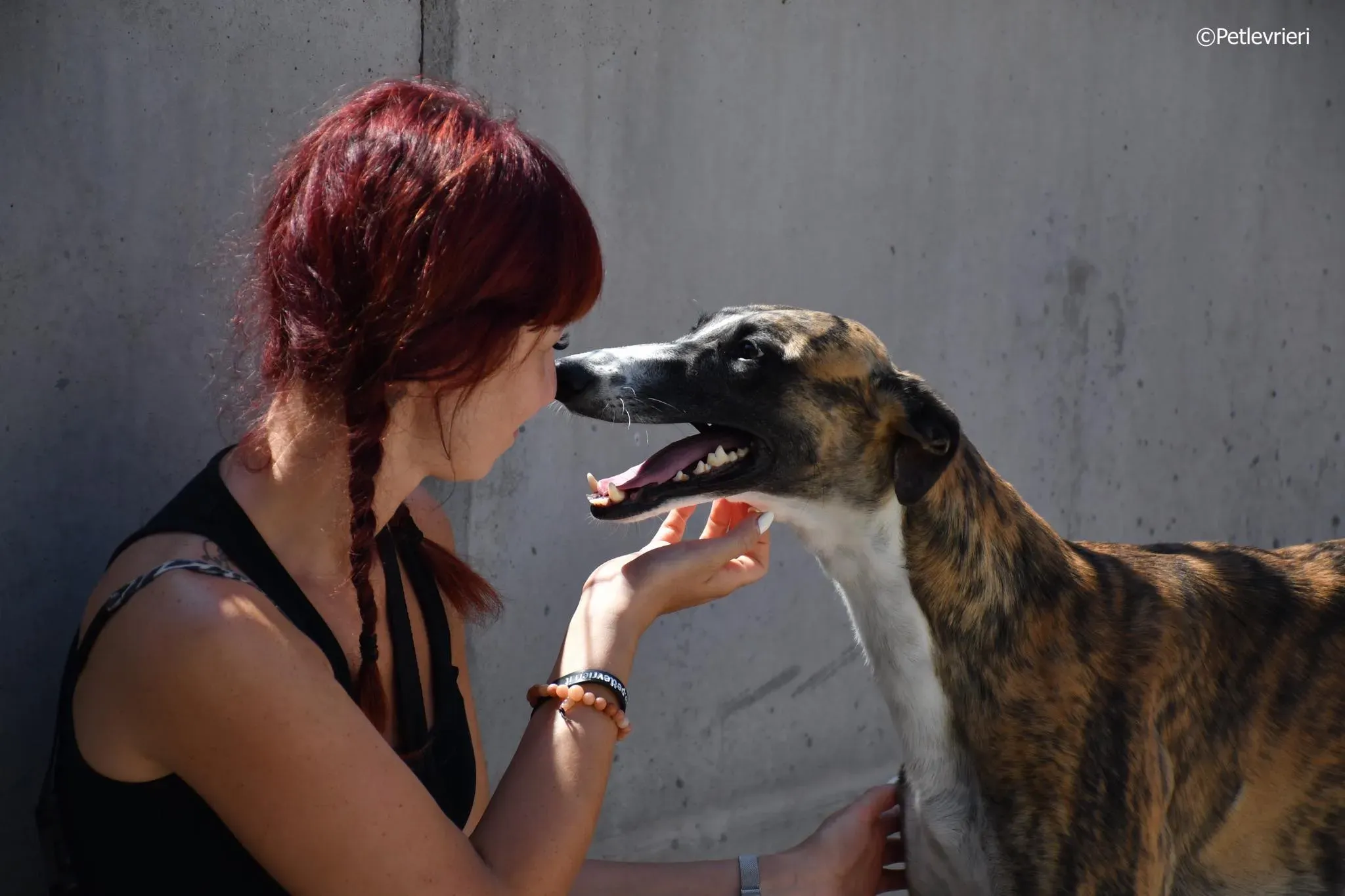 Icaro adozione levrieri galgo 08