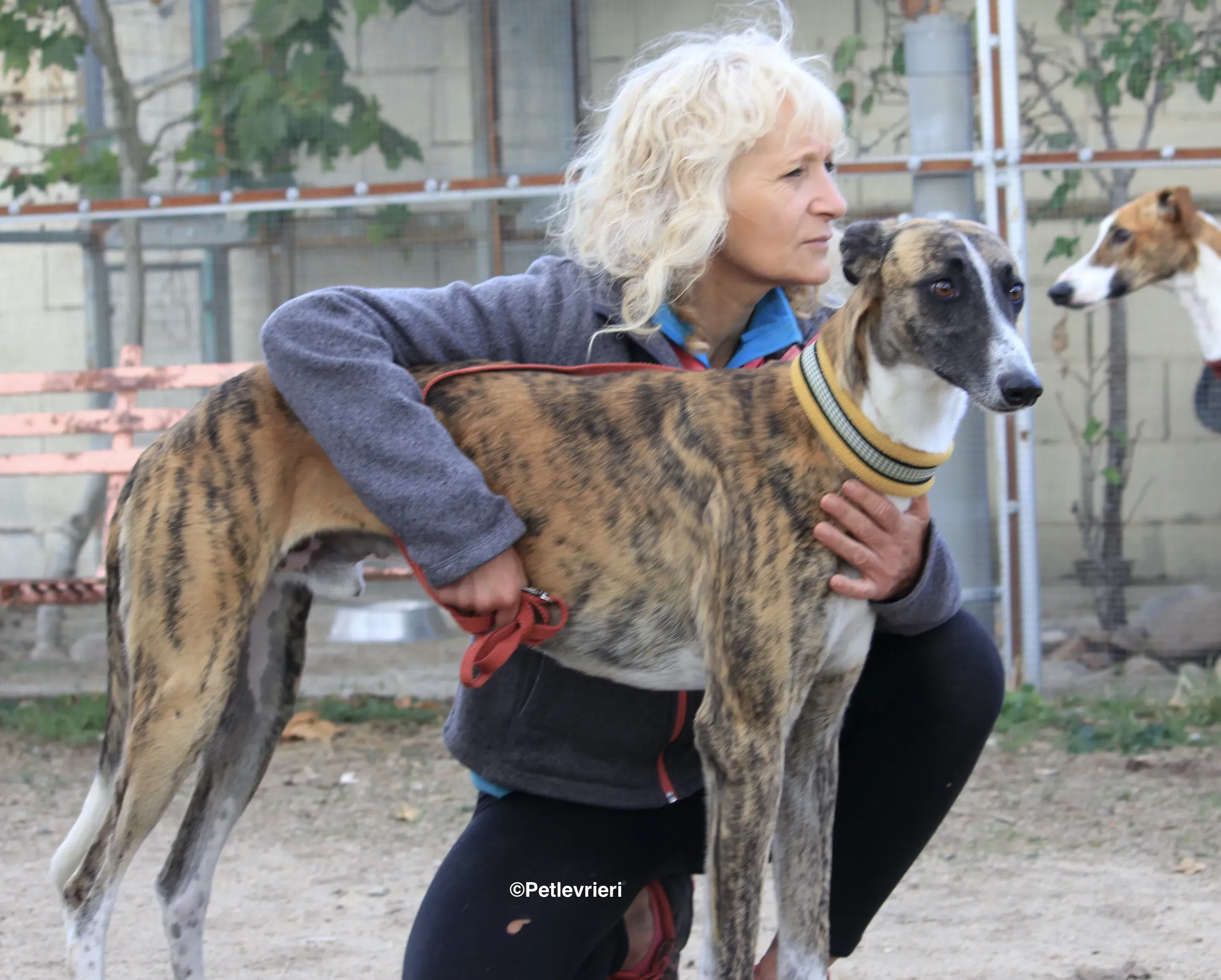 Icaro adozione levrieri galgo 09