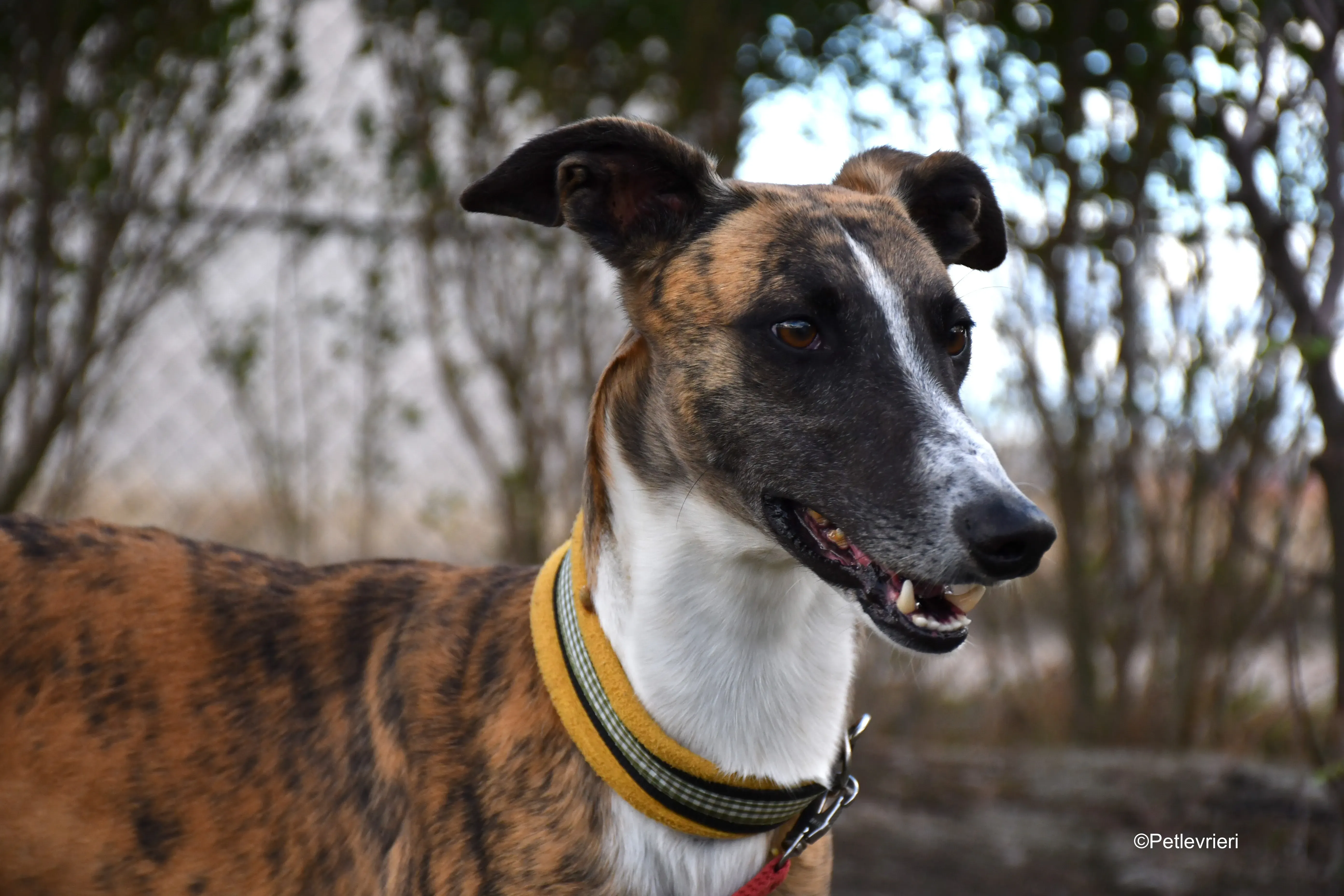 Icaro adozione levrieri galgo 10