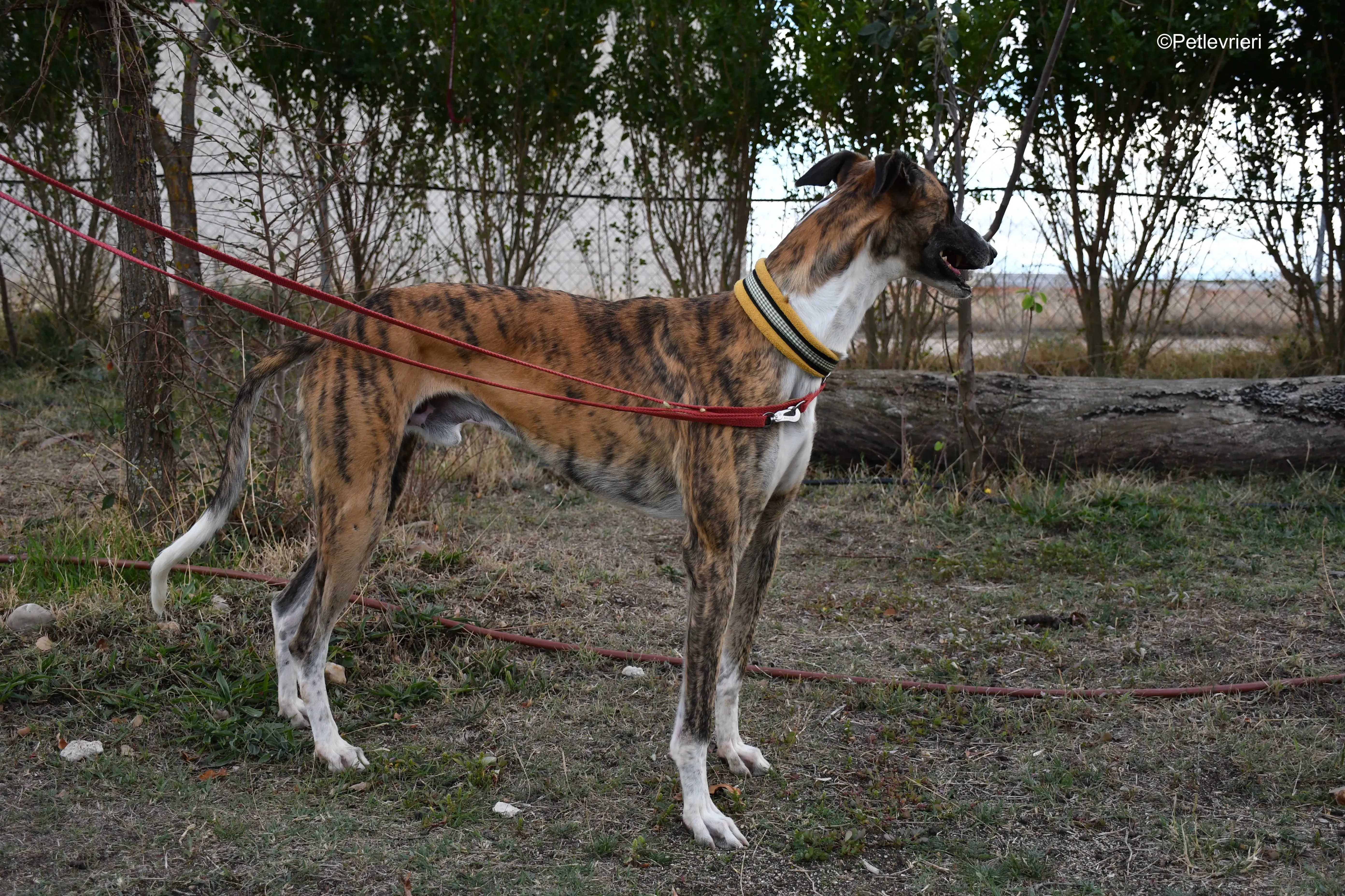 Icaro adozione levrieri galgo 11