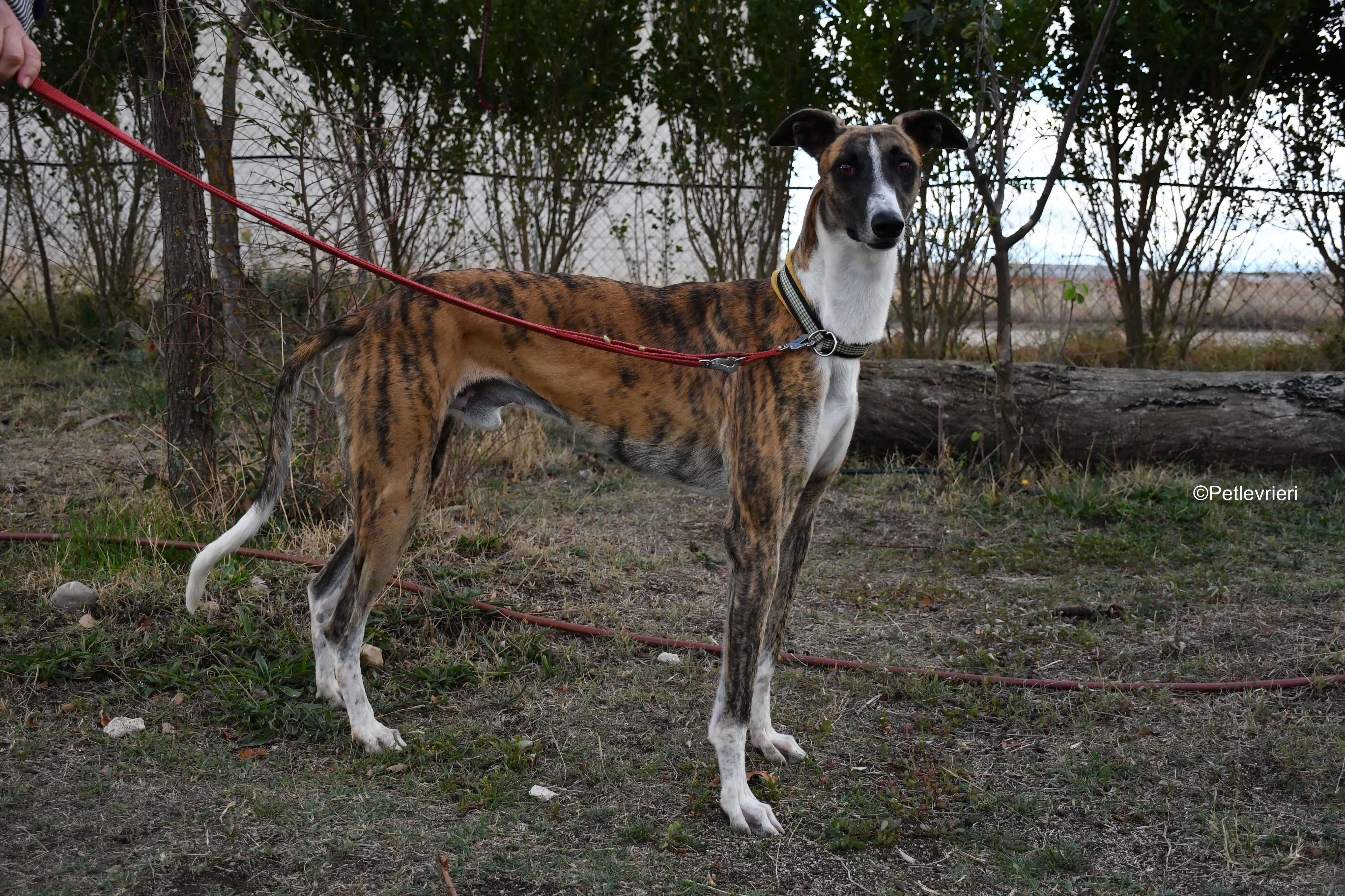 Icaro adozione levrieri galgo 12