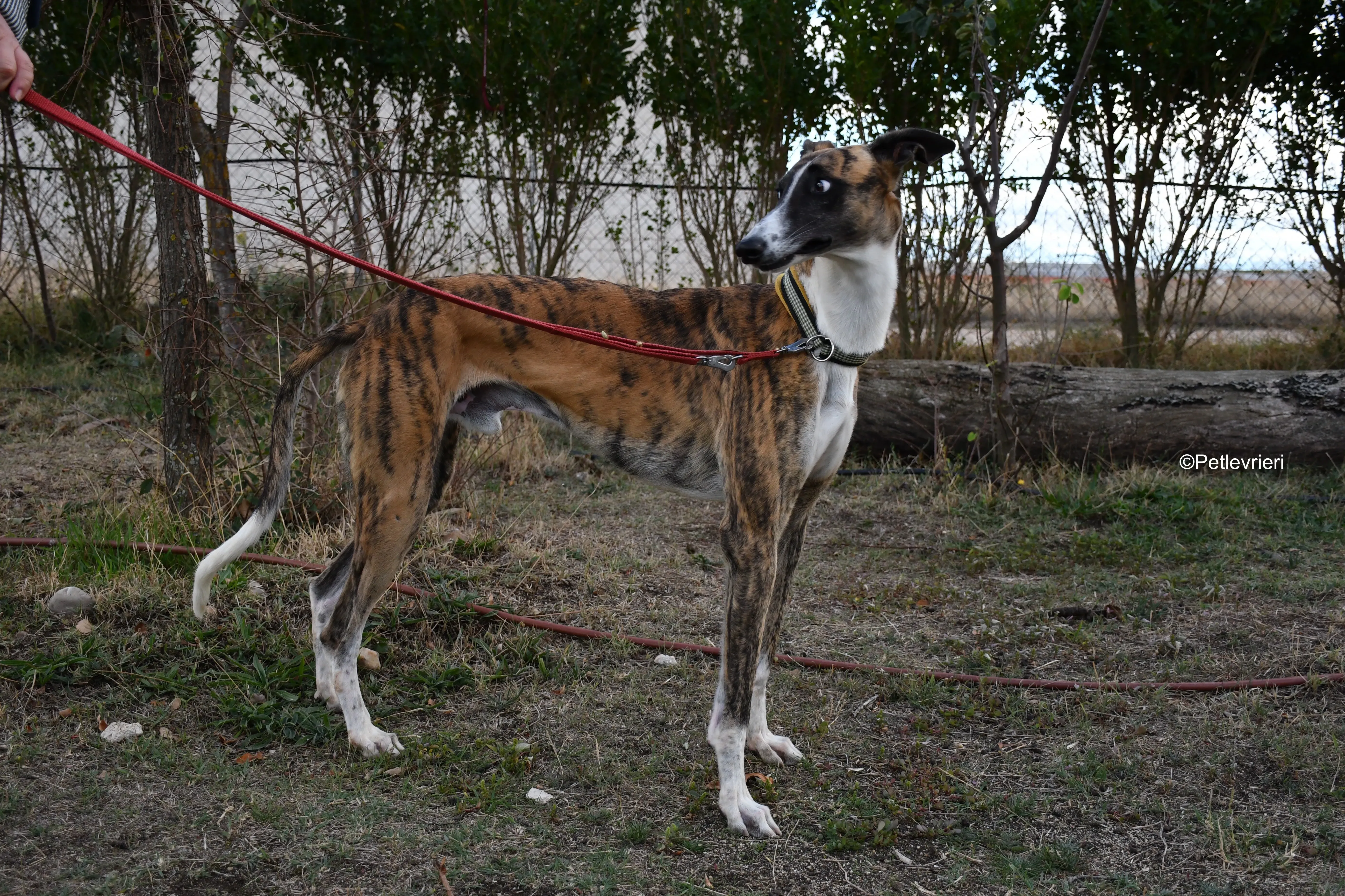 Icaro adozione levrieri galgo 13