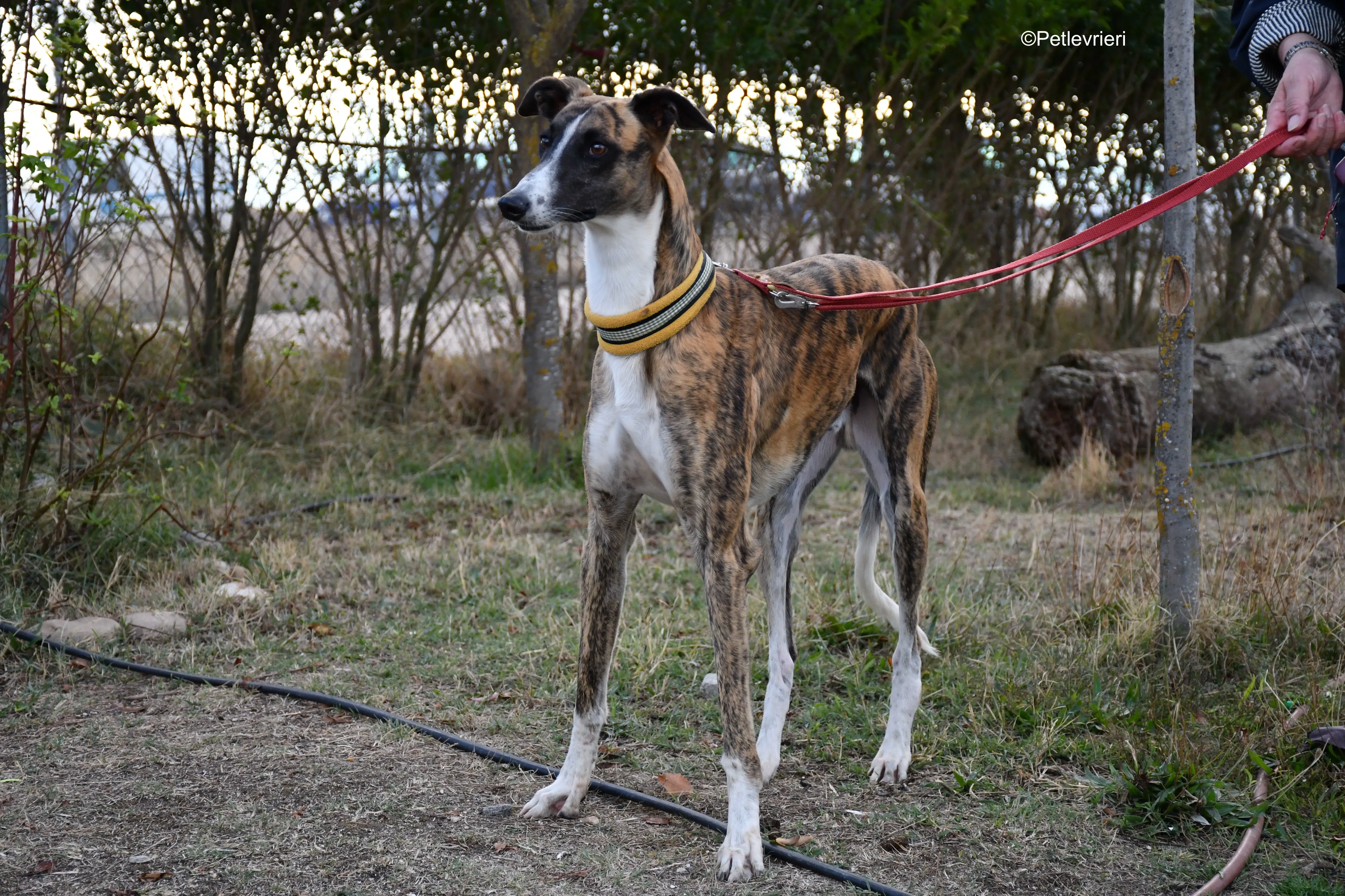 Icaro adozione levrieri galgo 15