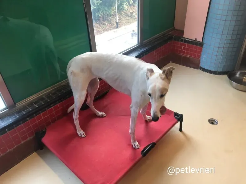 Iggy adozione greyhound macao 1