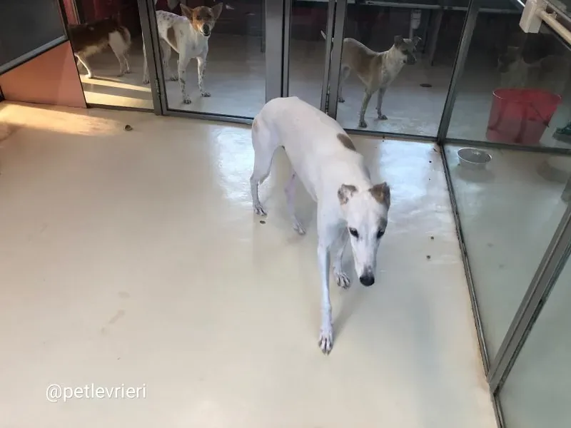 Iggy adozione greyhound macao 2