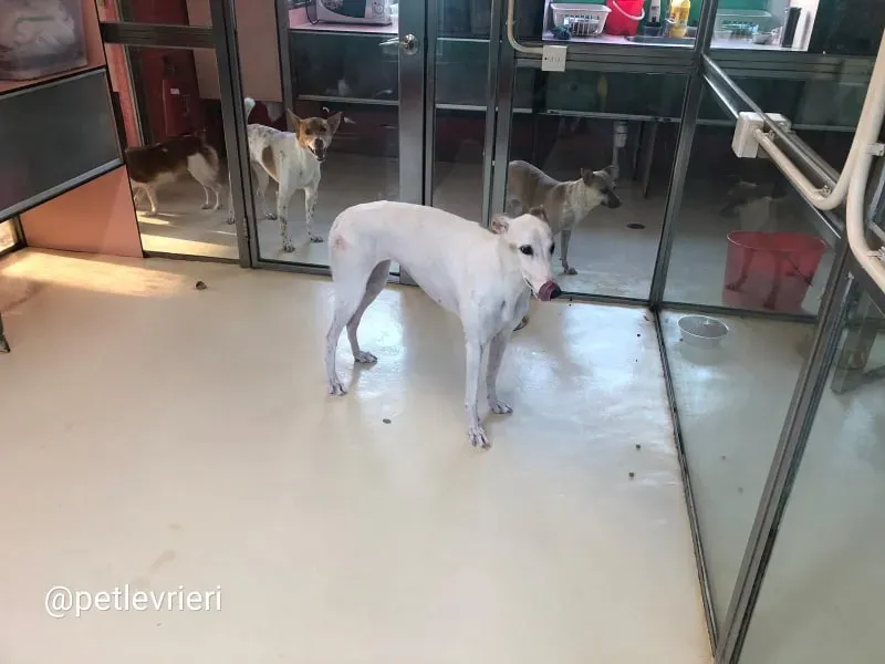 Iggy adozione greyhound macao 3
