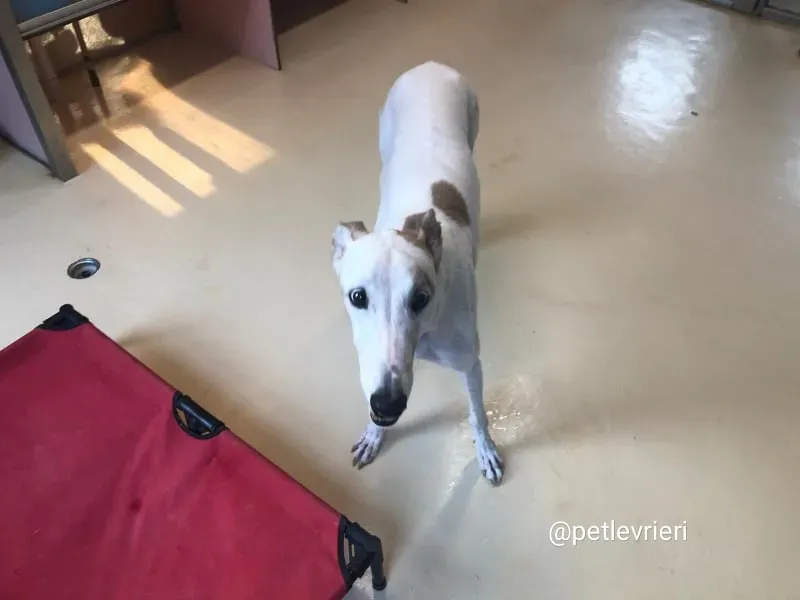 Iggy adozione greyhound macao