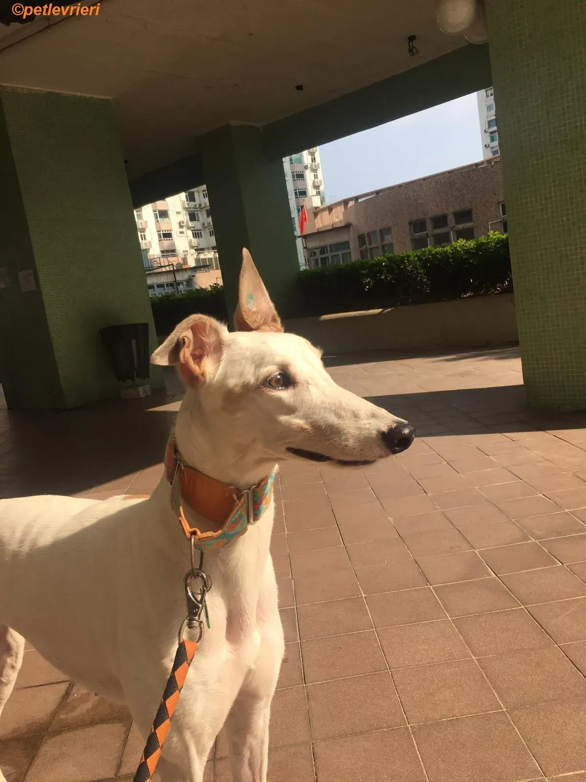 Iggy adozione levrieri greyhound 1