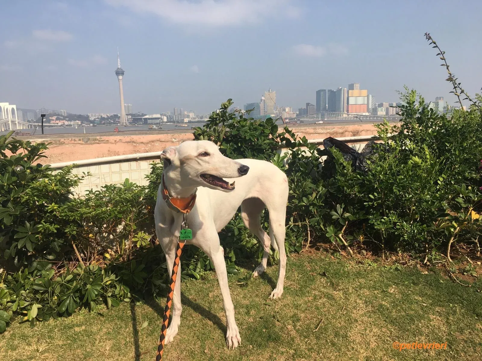 Iggy adozione levrieri greyhound 2