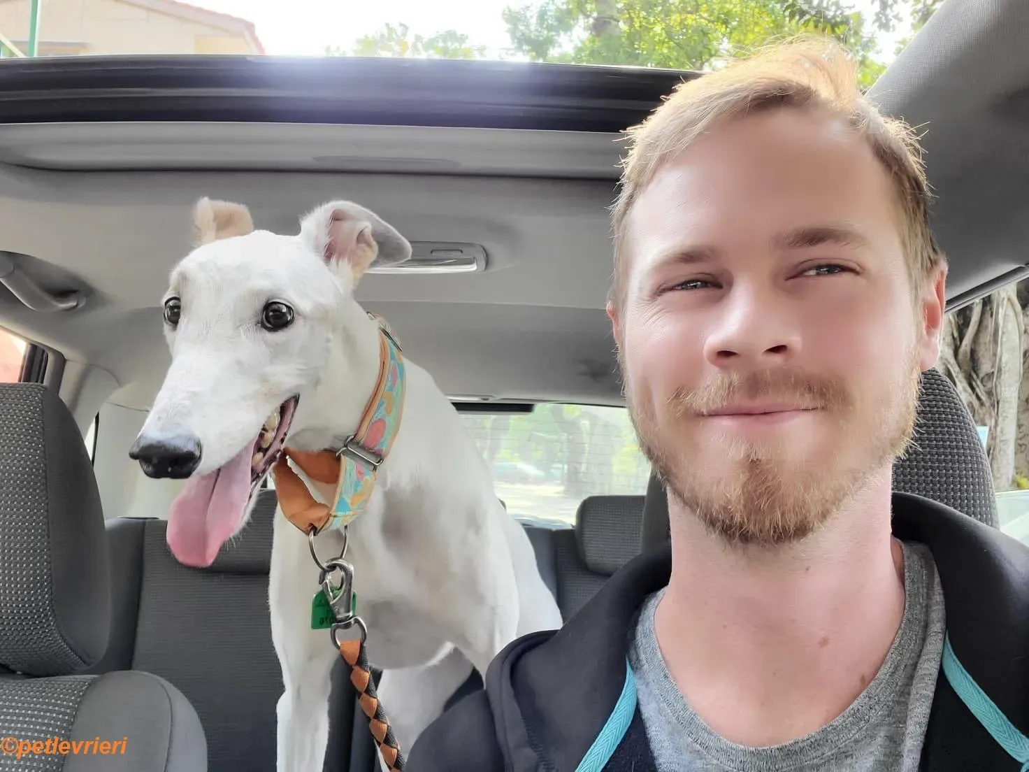 Iggy adozione levrieri greyhound 3