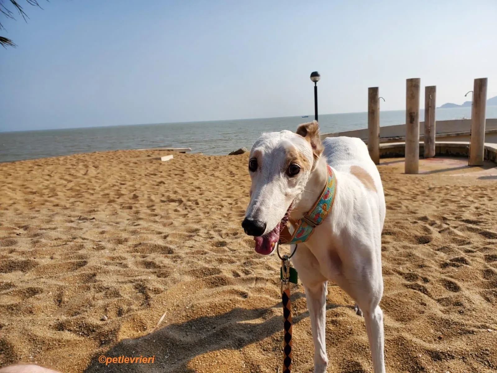 Iggy adozione levrieri greyhound 4