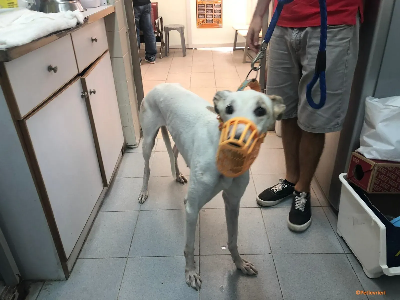 Iggyiggs adozione levrieri greyhound macao 1