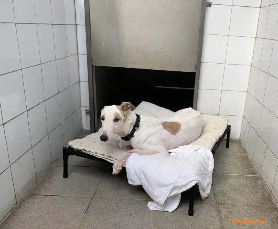 Iggyiggs adozione levrieri greyhound macao 10