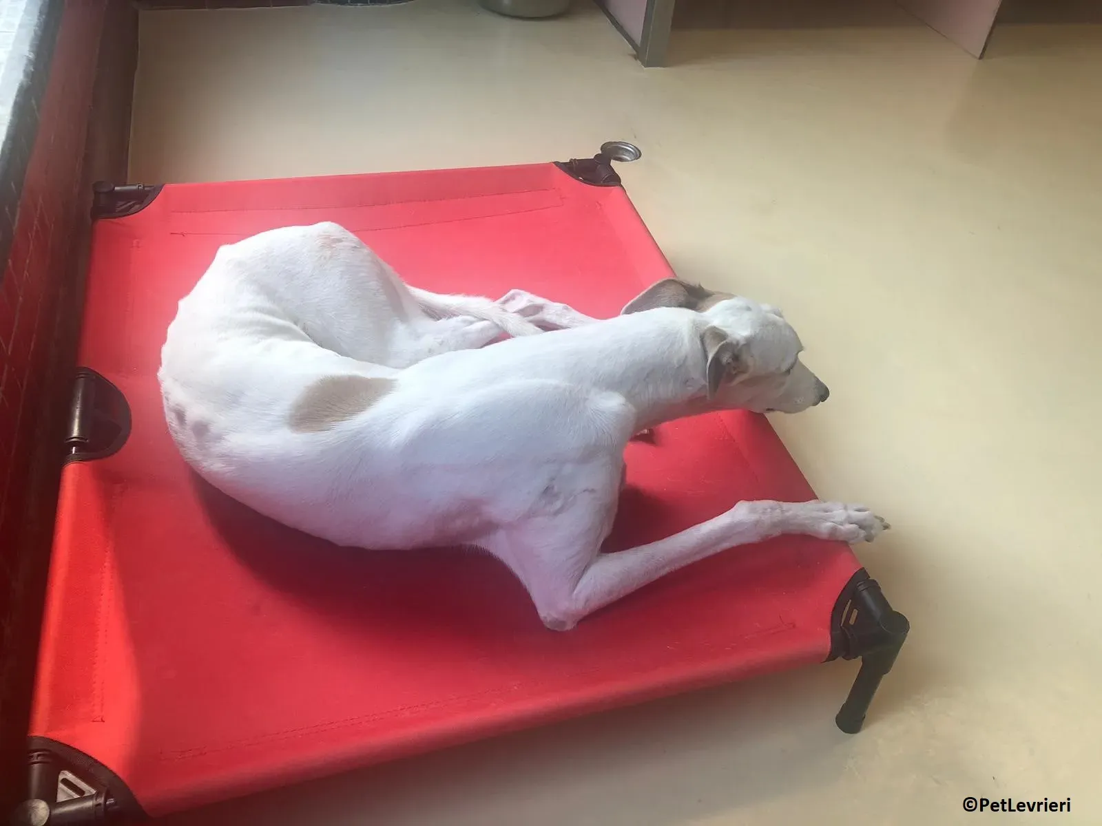 Iggyiggs adozione levrieri greyhound macao 11