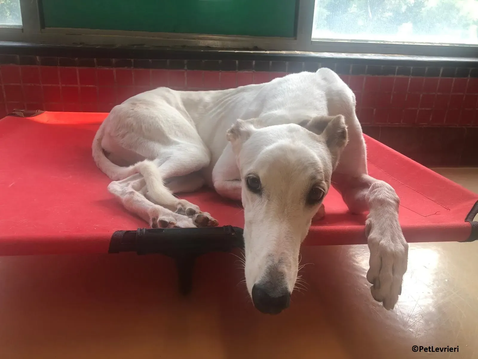 Iggyiggs adozione levrieri greyhound macao 12