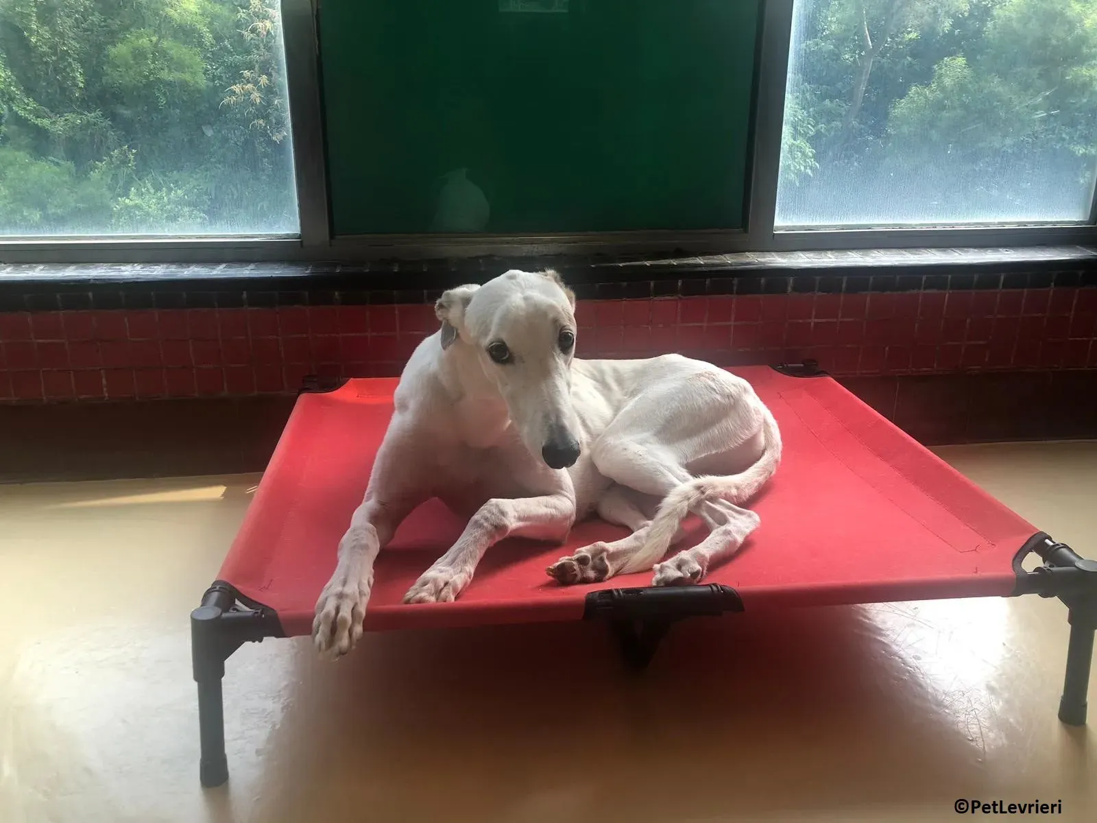 Iggyiggs adozione levrieri greyhound macao 13