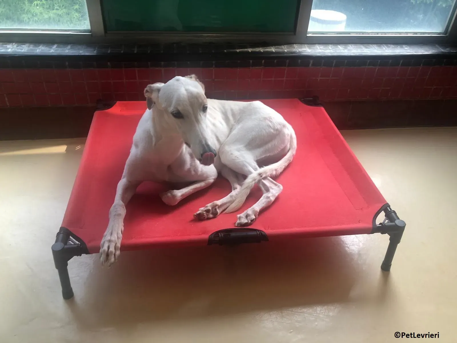 Iggyiggs adozione levrieri greyhound macao 14