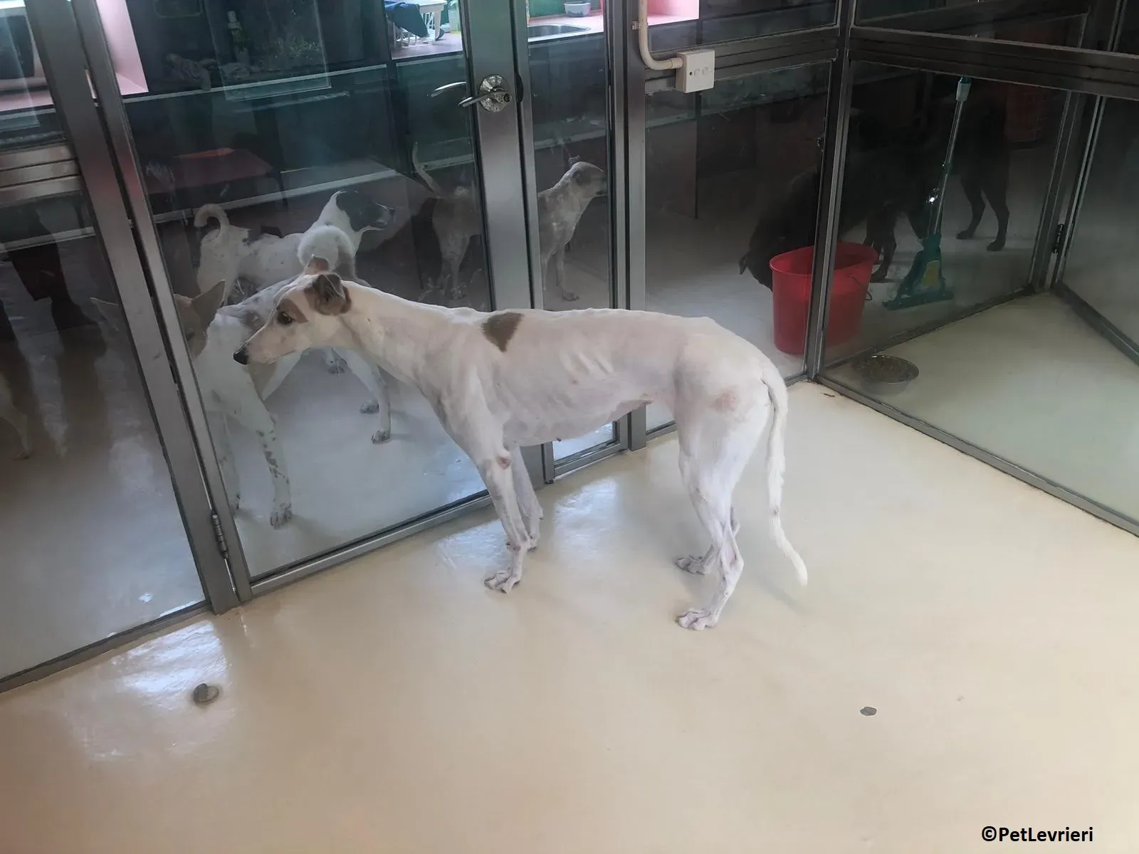 Iggyiggs adozione levrieri greyhound macao 15