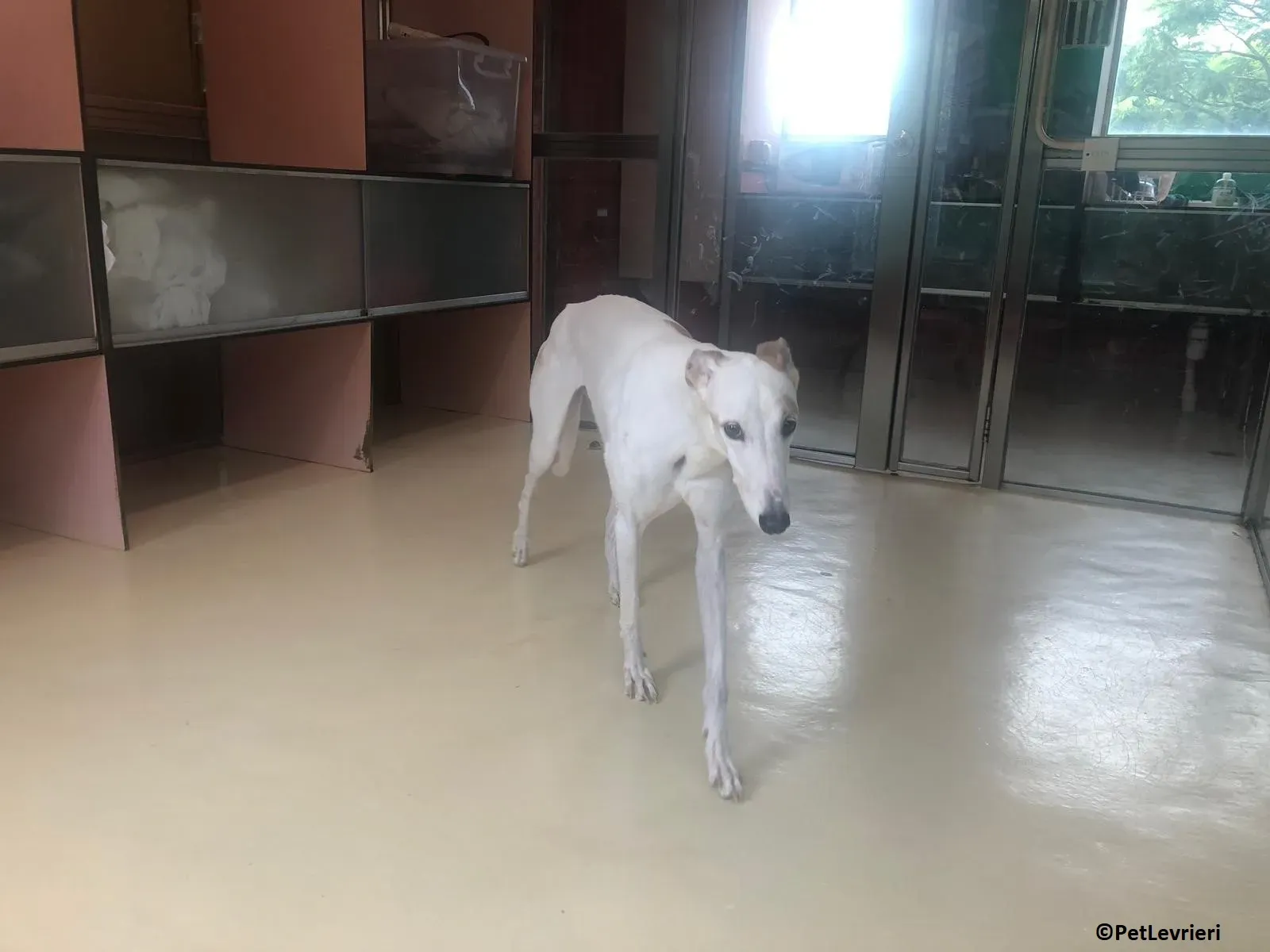 Iggyiggs adozione levrieri greyhound macao 16