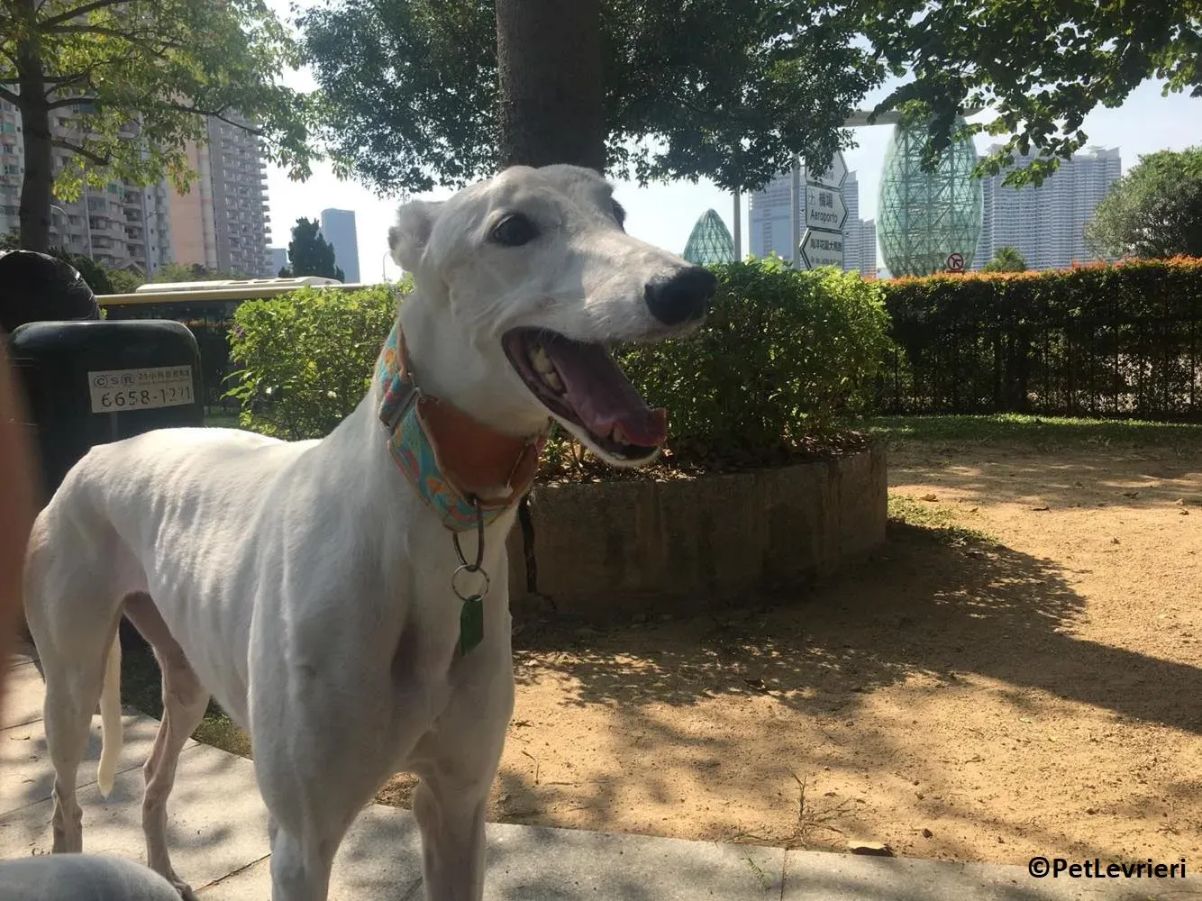 Iggyiggs adozione levrieri greyhound macao 18