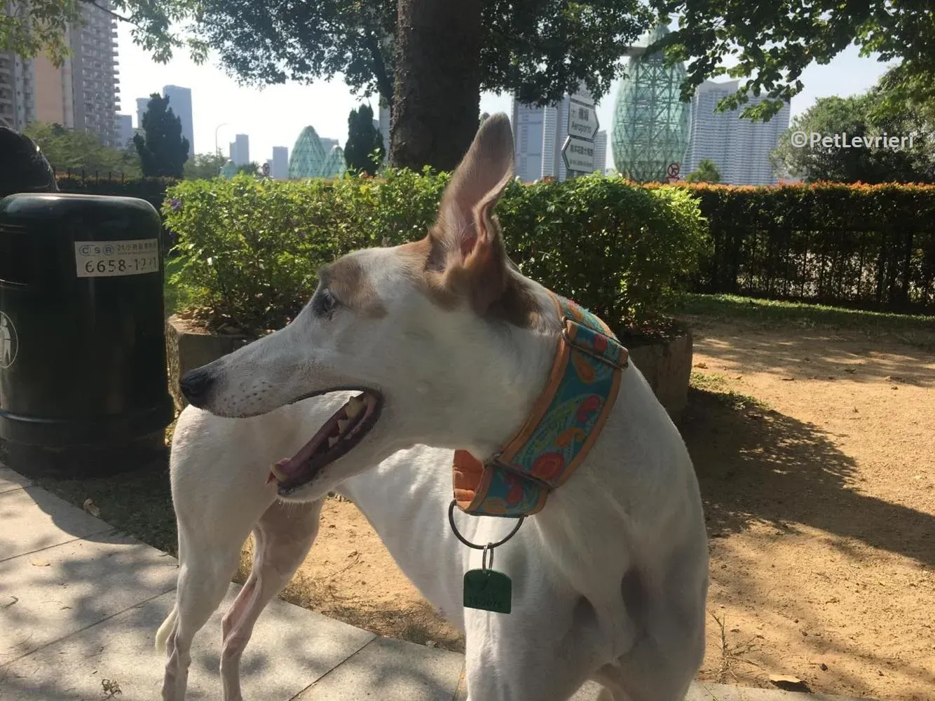 Iggyiggs adozione levrieri greyhound macao 19