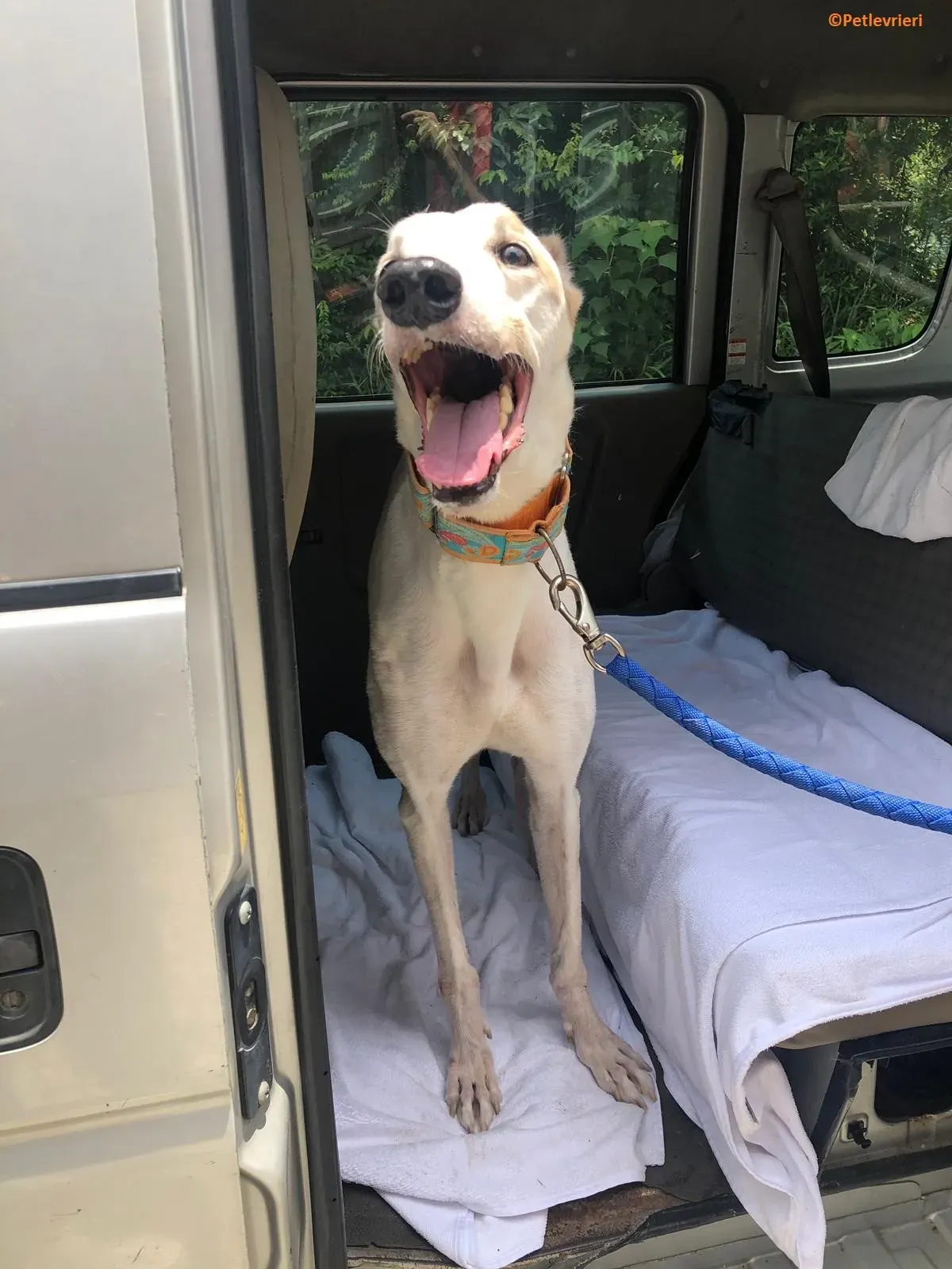 Iggyiggs adozione levrieri greyhound macao 2