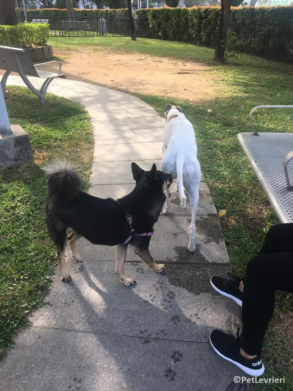 Iggyiggs adozione levrieri greyhound macao 20