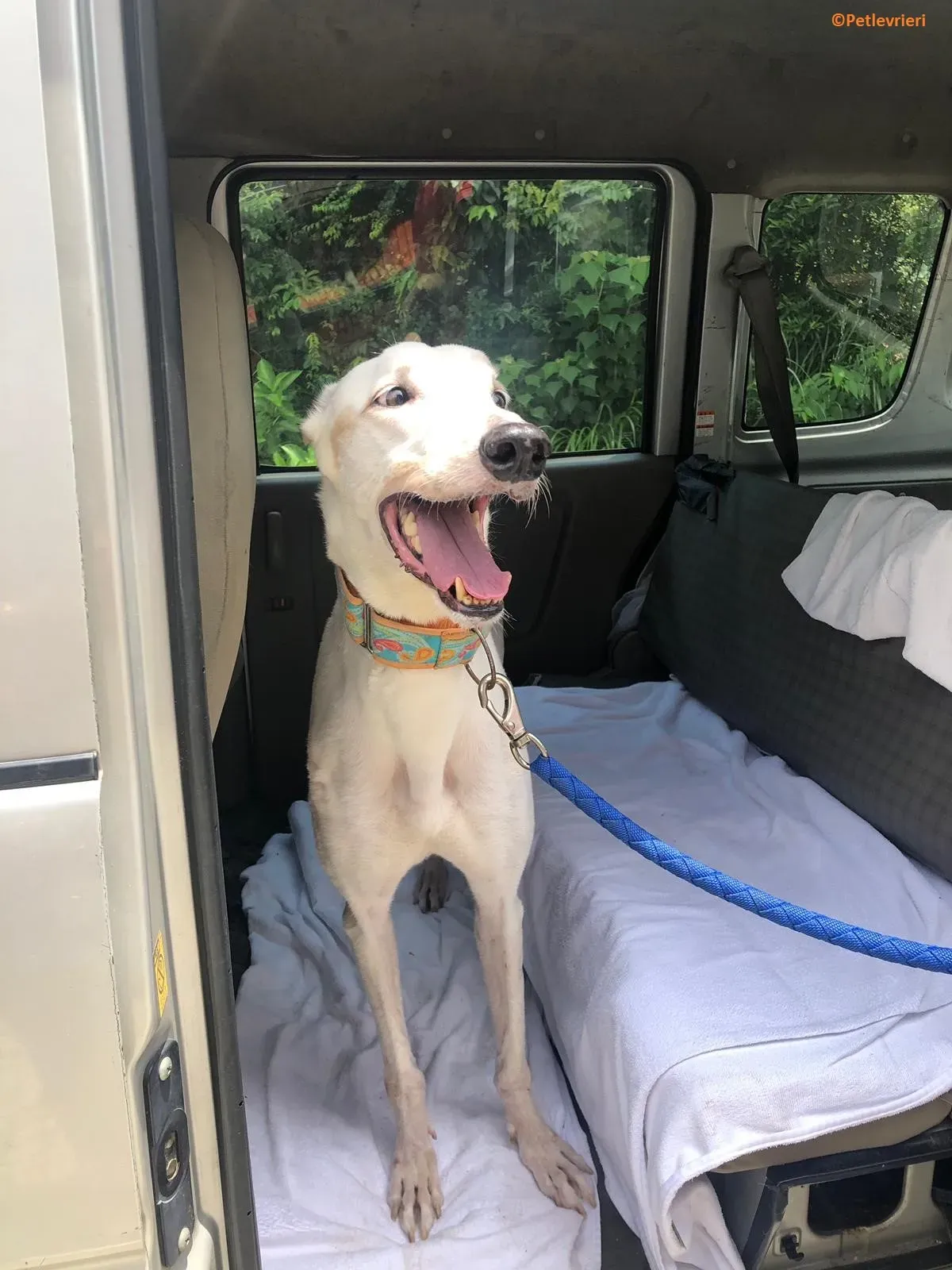 Iggyiggs adozione levrieri greyhound macao 3