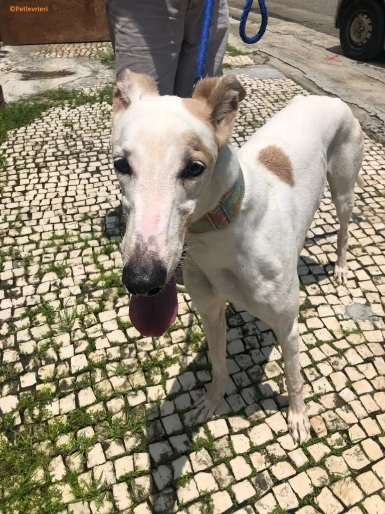 Iggyiggs adozione levrieri greyhound macao 4 768x1024 1