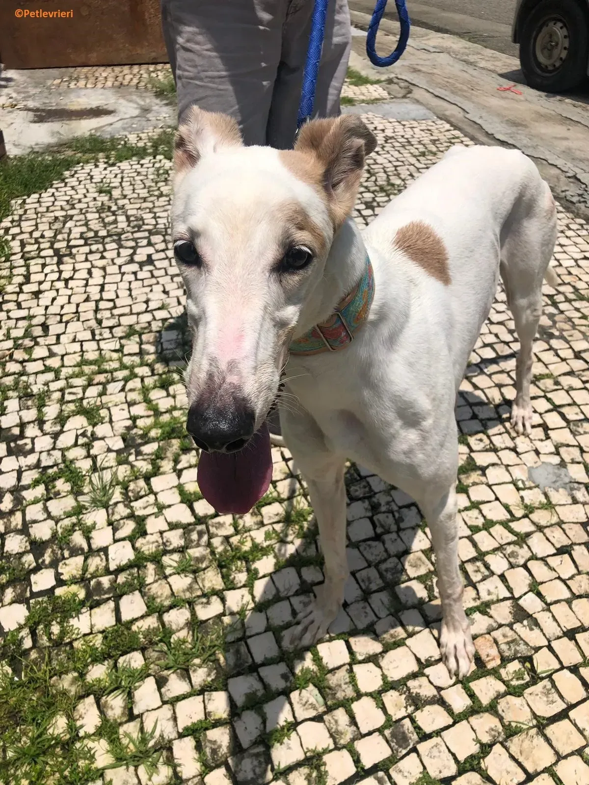 Iggyiggs adozione levrieri greyhound macao 4